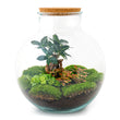 Kit DIY para terrario • Bolder Bob • Ecosistema con plantas • ↑ 30 cm