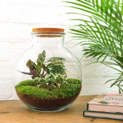 Kit DIY Terrarium • Bolder Bob • Écosystème avec plantes • ↑ 30 cm