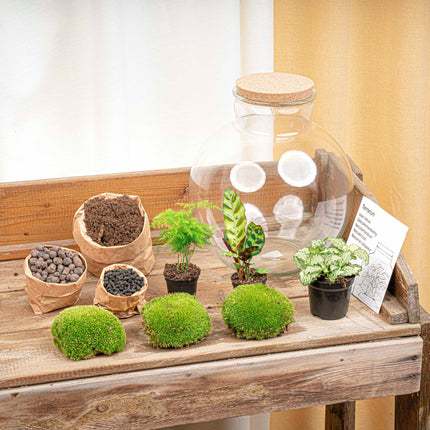 Kit DIY Terrarium • Bolder Bob • Écosystème avec plantes • ↑ 30 cm