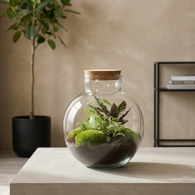 Bolder Bob - Terrarium with light - Bottle garden DIY kit - Ø 31 cm ↑ 30 cm