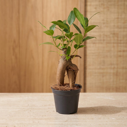 Ficus Ginseng Bonsai - Microcarpa - ↑15 cm - Ø 6 cm