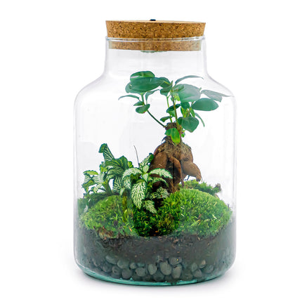 Kit de Terrarium DIY - Little Milky + Lumière LED - ↑ 25 cm