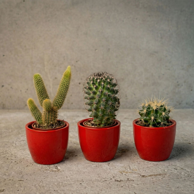 Cactus Set of 3 with Red Mini Pot - Mixed Live Cacti - ↑ 8–12 cm
