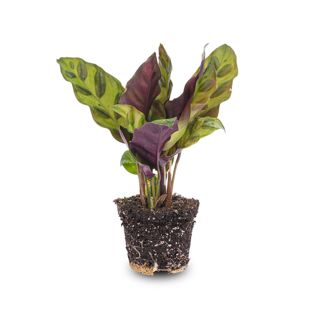 Calathea Lancifolia – Pfauenpflanze – Terrarienpflanze