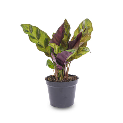 Calathea Lancifolia - Peacock plant - Terrarium plant