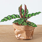 Kit DIY Terrarium • Little Joe • Écosystème avec plantes • ↑ 21,5