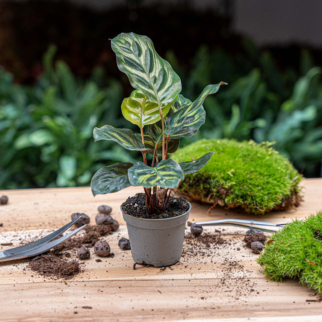 Calathea Makoyana – Pfauenpflanze – Terrarienpflanze