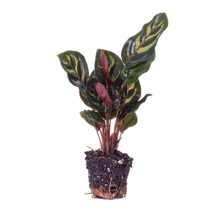 Calathea Makoyana – Pfauenpflanze – Terrarienpflanze