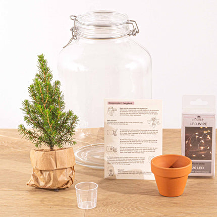 Easyplant  - Mini-Weihnachtsbaum - Flaschengarten mit Licht - Weihnachtsgeschenk - Weihnachten - ↑ 28 cm 