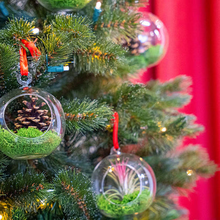 Weihnachtskugel Glas - Tillandsie und Rentiermoos