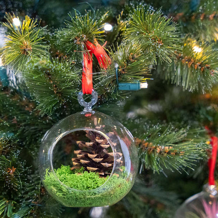 Weihnachtskugel Glas - Tillandsie und Rentiermoos