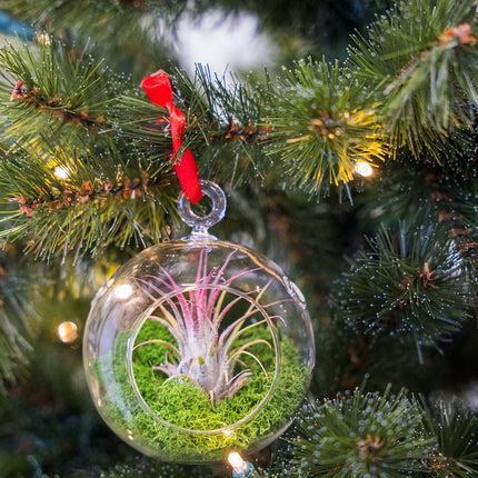 Weihnachtskugel Glas - Tillandsie und Rentiermoos