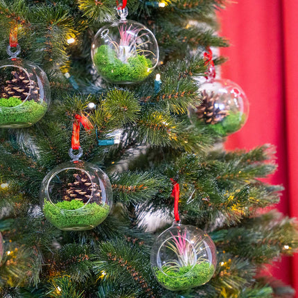 Weihnachtskugel Glas - Tillandsie und Rentiermoos