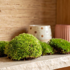 Moss walls