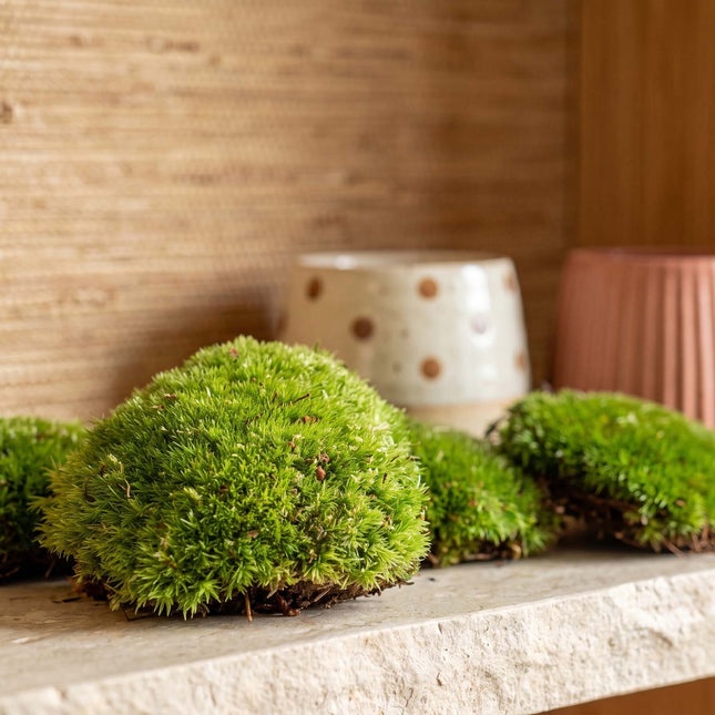 Live Cushion Moss - Premium Fresh Moss - Bun Moss - Pillow Moss - Leucobryum glaucum