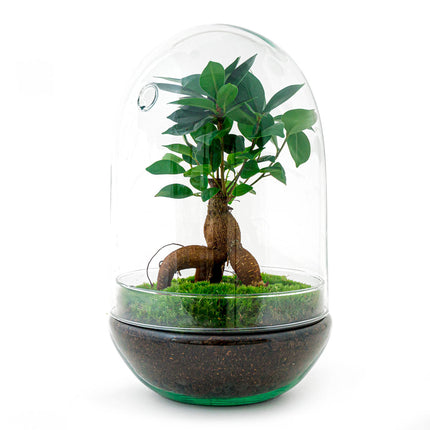 Kit de bricolaje para terrario • Egg Coffea Arabica • Ecosistema con plantas • ↑ 25 cm