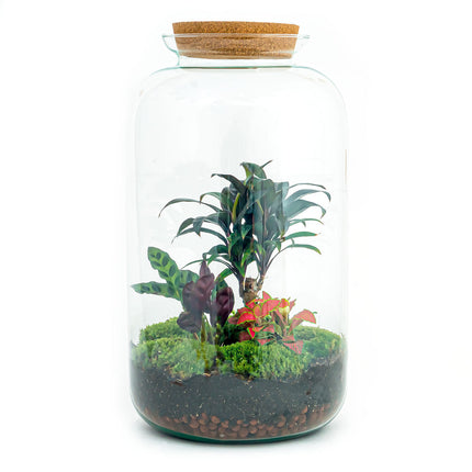 Kit DIY Terrario •  Sven Palm • Ecosistema con plantas • ↑ 43 cm