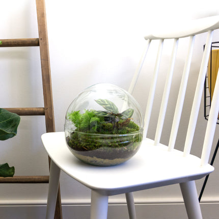 Kit DIY Terrario • Cúpula • Ecosistema con plantas • ↑ 20 cm