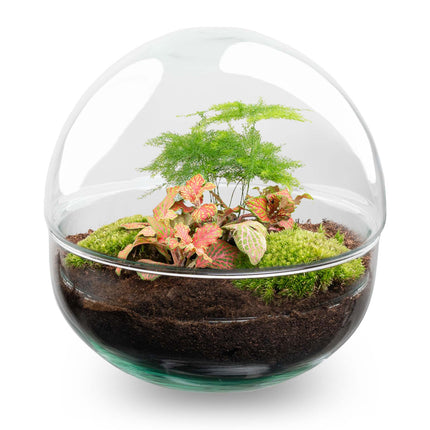 Kit DIY Terrarium • Dôme • Écosystème avec plantes • ↑ 20 cm