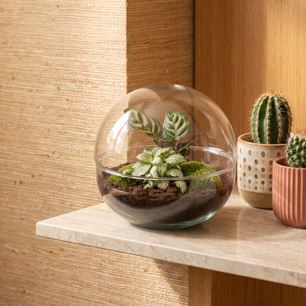 Dome - Zweiteiliges rundes Glas Flaschengarten - DIY Terrarium mit Pflanzen im Glas - Ø 20 cm ↑ 20 cm