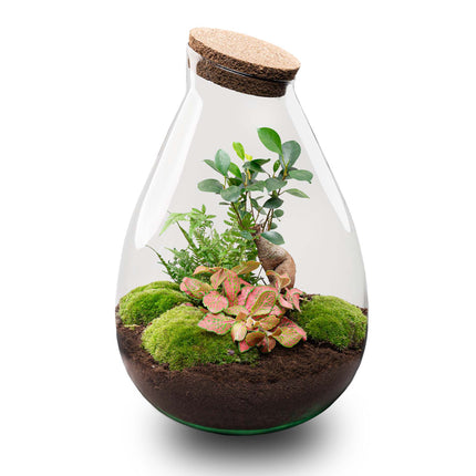 Terrarium DIY Kit - Drop XL Ficus Ginseng Bonsai - Bottle Garden - ↑ 37 cm