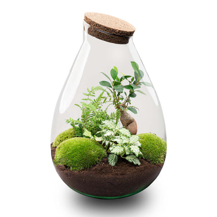 Flaschengarten - Drop XL Bonsai 'Grun' - Ökosystem mit Pflanzen im Glas - ↑ 37 cm