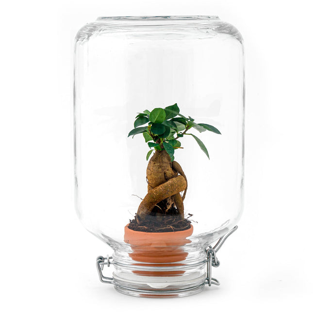 Easyplant Bonsai - Fido terrarium jar - Bottle Garden DIY kit - Ø 18 cm ↑ 28 cm