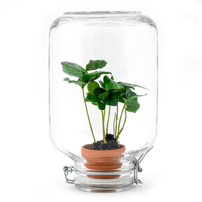 Easyplant Coffea - Fido terrarium jar - Bottle Garden DIY kit - Ø 18 cm ↑ 28 cm