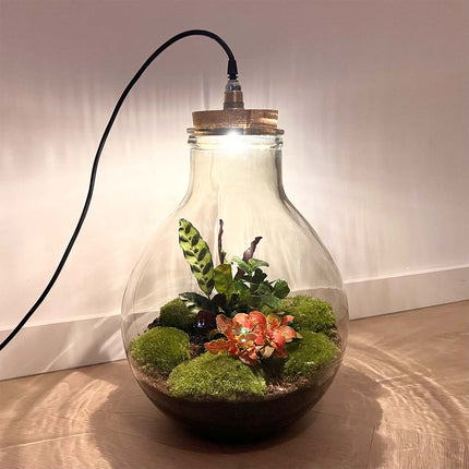 Terrarium DIY Kit - Big Paul Red XL - Bottle Garden - ↑ 39/46 cm