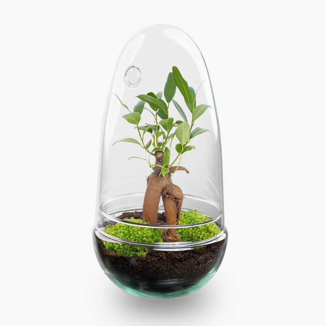 Egg - Terrarium - Two-part glass dome - Bottle garden DIY kit - Ø 12 cm ↑ 25 cm