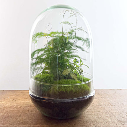 Kit DIY Terrarium • Egg Coffea Arabica • Écosystème avec plantes • ↑ 25 cm