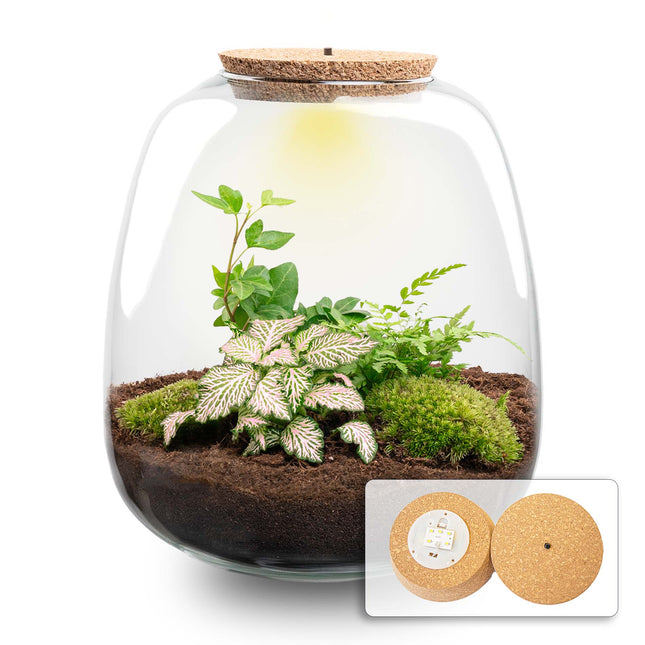 Emma - Hedera Pink - Flaschengarten mit Licht - DIY Terrarium mit Pflanzen im Glas - Ø 23 cm ↑ 25 cm