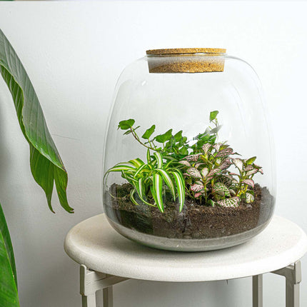 Pflanzenterrarium - Emma - DIY kit - ↑ 25 cm