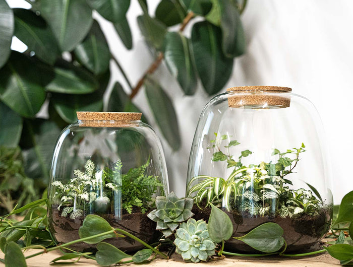 planten terrarium Terrarium Supplies – urbanjngl.com