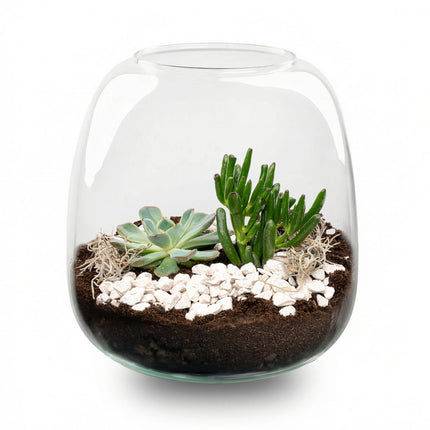 Emma Mini Succulent - Offenes Terrarium - Flaschengarten DIY Kit - Ø 19 cm ↑ 20 cm