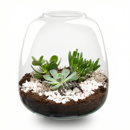 Emma Succulent - Offenes Terrarium - Flaschengarten DIY Kit - Ø 23 cm ↑ 25 cm
