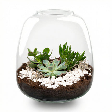 Emma Succulent - Offenes Terrarium - Flaschengarten DIY Kit - Ø 23 cm ↑ 25 cm