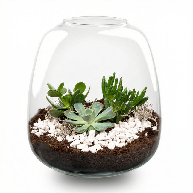 Emma Succulent - Offenes Terrarium - Flaschengarten DIY Kit - Ø 23 cm ↑ 25 cm