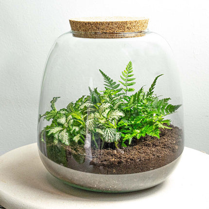 Pflanzenterrarium - Emma Mini - DIY kit - ↑ 20 cm