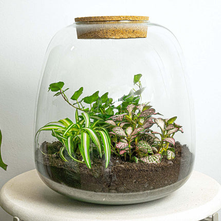 Plant terrarium - Emma - DIY kit - ↑ 25 cm - Ø 23 cm