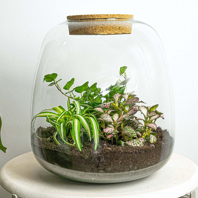 Terrarium - Emma -SUPdigital + Sticker + Kaart + Brandmerk + Shipping