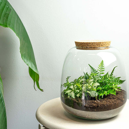 Plant terrarium - Emma Mini - DIY kit - ↑ 20 cm - Ø 19 cm