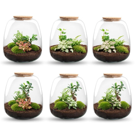 Emma - Flaschengarten mit Licht - DIY Terrarium mit Pflanzen im Glas - Ø 23 cm ↑ 25 cm