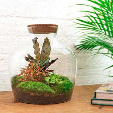 Terrarium DIY Kit - Fat Joe Red - Bottle Garden - ↑ 30 cm