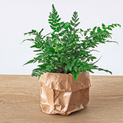 Flaschengarten Paket Farn - 3 Pflanzen - Nachfüll & Starterpaket DIY - Pflanzenterrarium Nachfüllset