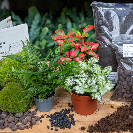 Farn - Plant Terrarium Refill & Starter kit - 3 terrarium plants - DIY