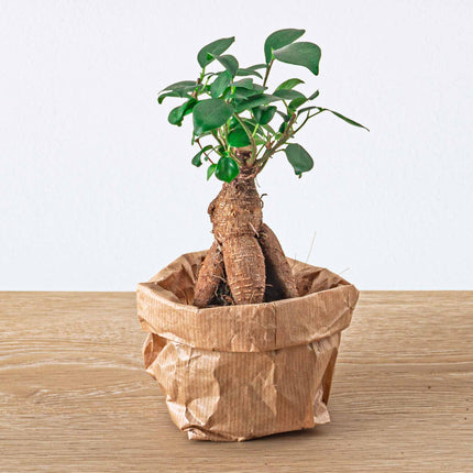 Plant terrarium package - Bonsai 5 - Calathea Lancifolia - Bonsai - Asparagus - Red & White Fittonia - 5 terrarium plants - Refill & Starter package - DIY Terrarium kit