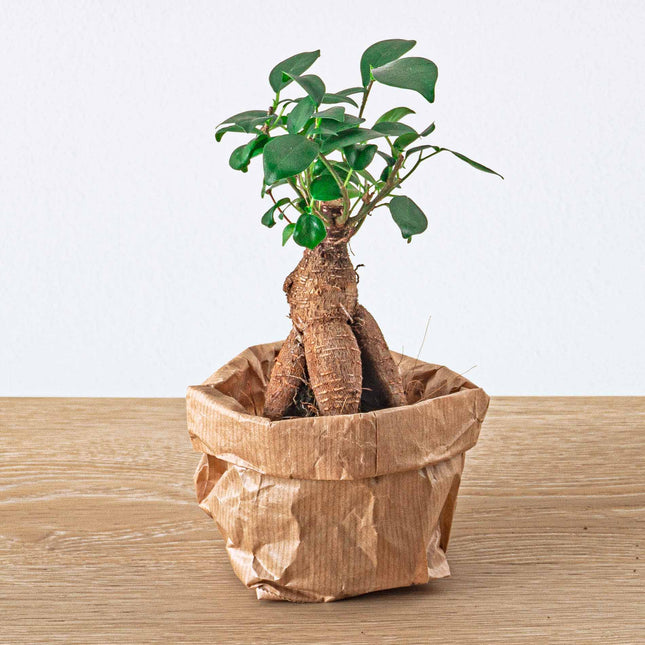 Pflanzen Paket Ficus Ginseng - 5 Pflanzen - Bonsai