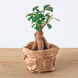 Ficus Ginseng Bonsai - Microcarpa - ↑15 cm - Ø 6 cm