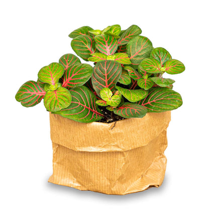 Fittonia Bubble Red - Plante mosaïque